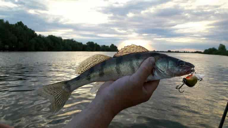 Прогноз клева рыбы на Волге в Саратове, Кимрах, Твери, Дубне