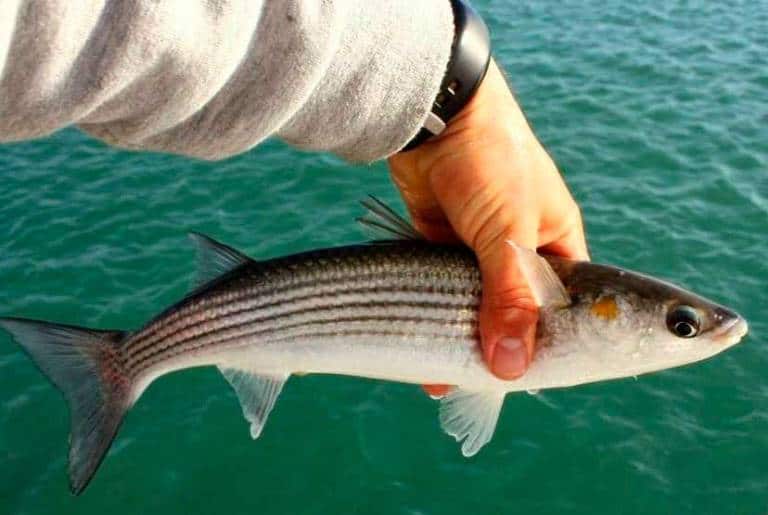 Кефаль что за рыба, как готовить, много ли костей, рецепты