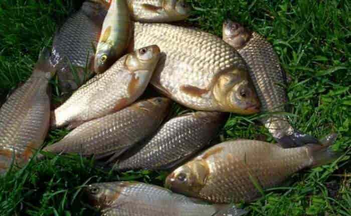 Точный прогноз клева карася на завтра, неделю, 7 дней