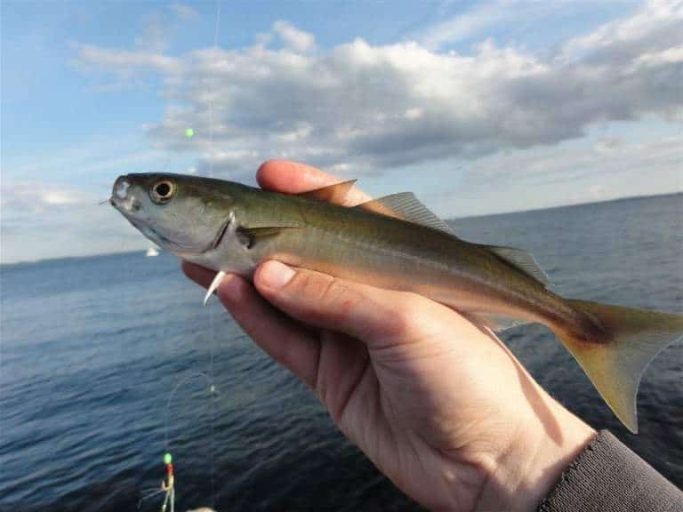 Что за рыба сайда – как готовить, рецепты, отзывы, фото, цена