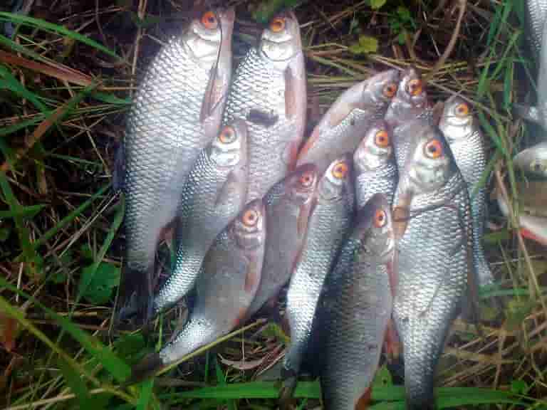 Прогноз клева на озере Арахлей на сегодня, завтра, неделю