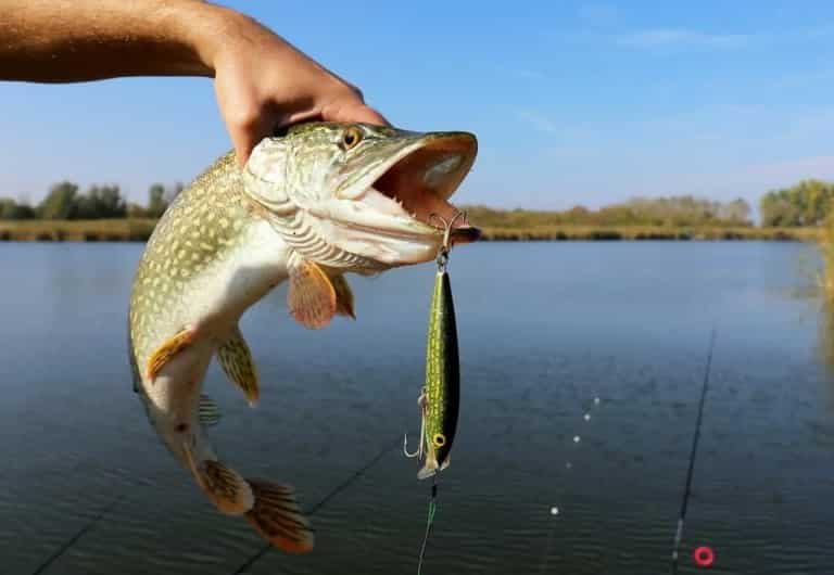Прогноз клева в Саратовской области сегодня, завтра, Петровск, Новозахаркино