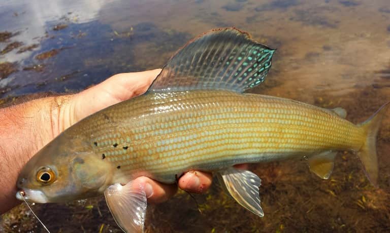 Ловля хариуса на реках - снасти летом и зимой, рыбалка на спиннинг