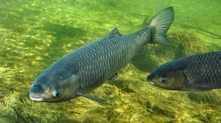 Белый амур что за рыба, фото, где водится, костлявая, польза