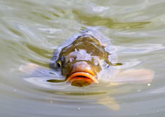 Прогноз клева рыбы в Костроме на 5дней, сегодня, завтра