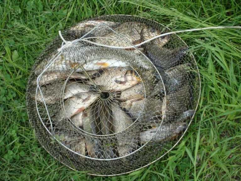 Лучшие весы для рыбалки, рейтинг ТОП 10 электронных