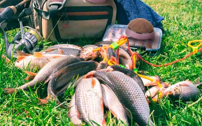 Прогноз клева рыбы в Оренбургской области на сегодня, завтра, неделю