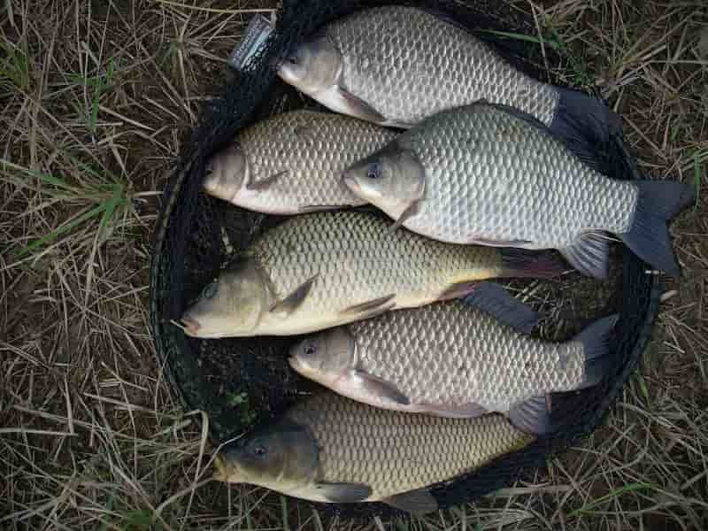 Прогноз клева в Ставропольском крае на Ставрополье на неделю