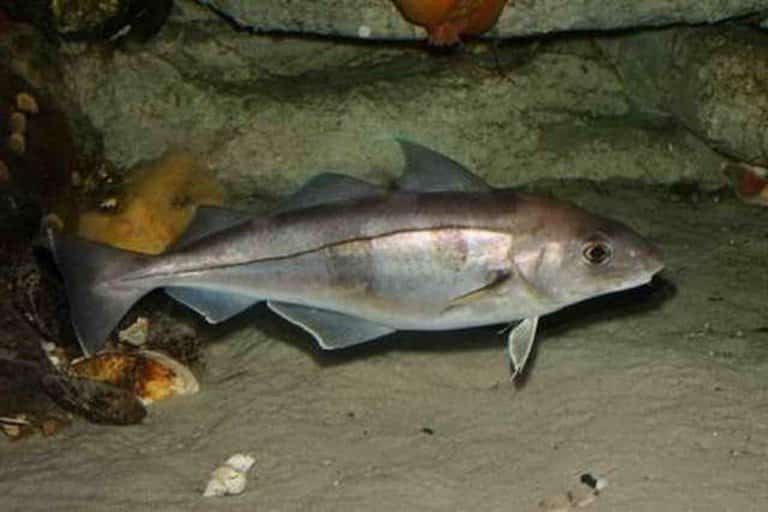 Что за рыба пикша – как готовить, польза и вред, отзывы, вкус