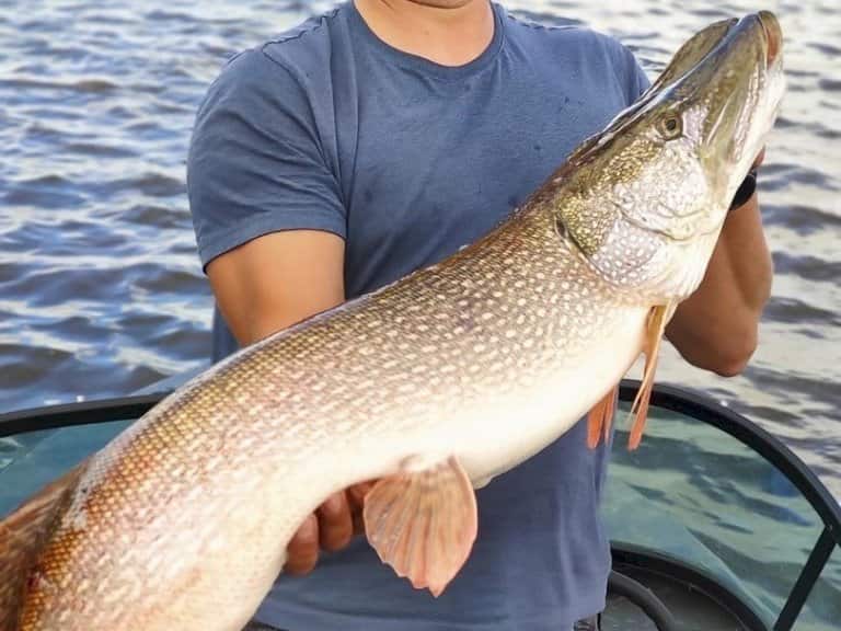 Самая большая пойманная щука в мире и в России – фото и вес