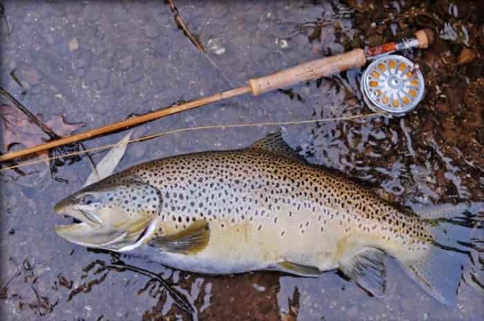 Прогноз клева форели в Подмосковье на платниках на неделю