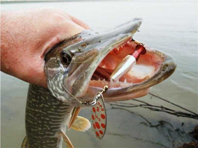 Лучшая блесна на щуку осенью ТОП 10 уловистых для спиннинга