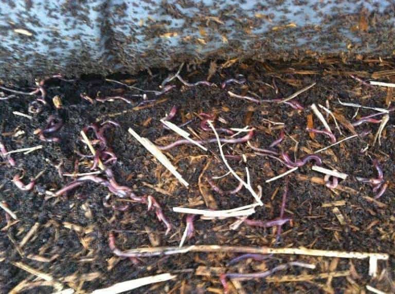 Как сохранить червей для рыбалки в домашних условиях подольше