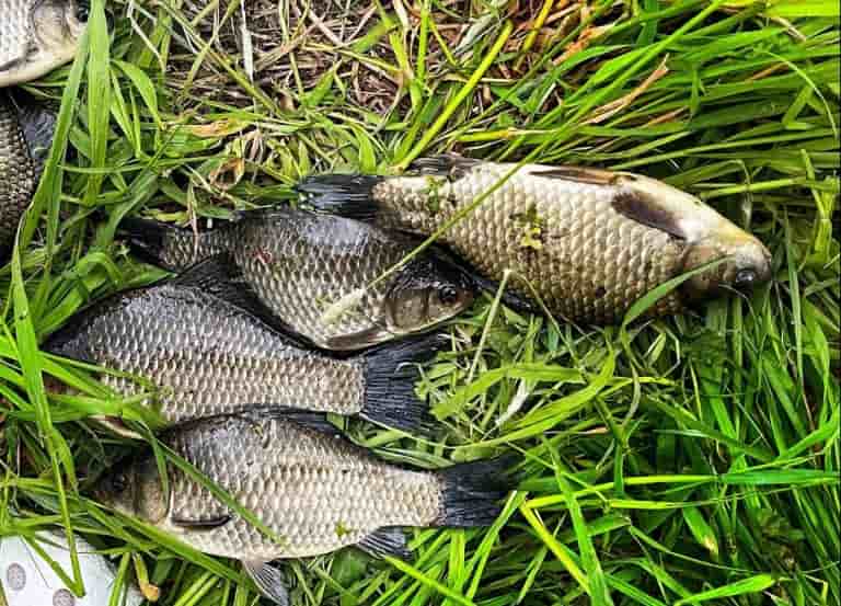 Прогноз клева рыбы в Пинске на сегодня, завтра и неделю