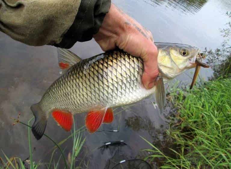 Прогноз клева рыбы на реке Оби Сузун, Камень