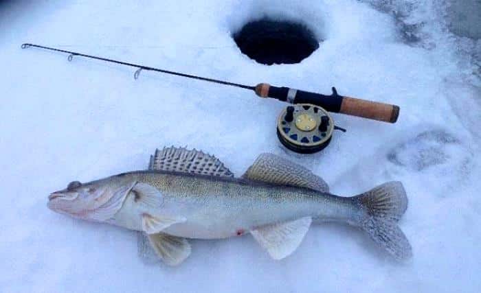 Прогноз клева в Рязанской области на сегодня, завтра, неделю