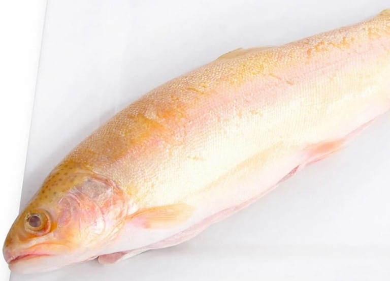 Что за рыба белая форель – как готовить, рецепты, отзывы, фото