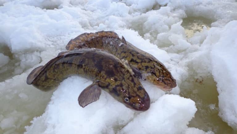 Запрет на ловлю налима на рыбинском водохранилище и области