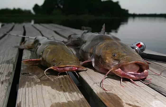 Снасти для ловли сома с берега на течении своими руками