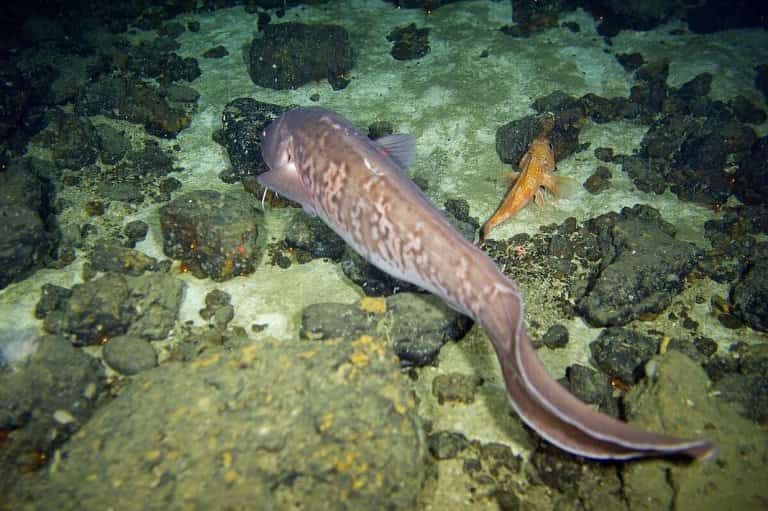 Что за рыба конгрио креветочная – как готовить, рецепты, отзывы, фото