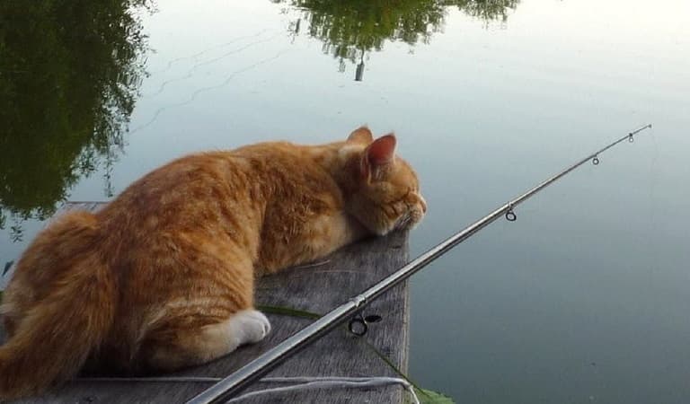 Почему не клюет рыба: окунь, щука, карась, причины плохого клева