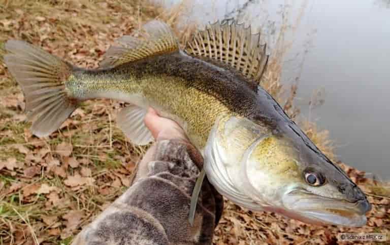 Прогноз клева судака на неделю, сегодня, завтра, областях