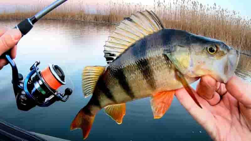 Клюет ли ночью окунь на спиннинг – снасти для ловли и приманка