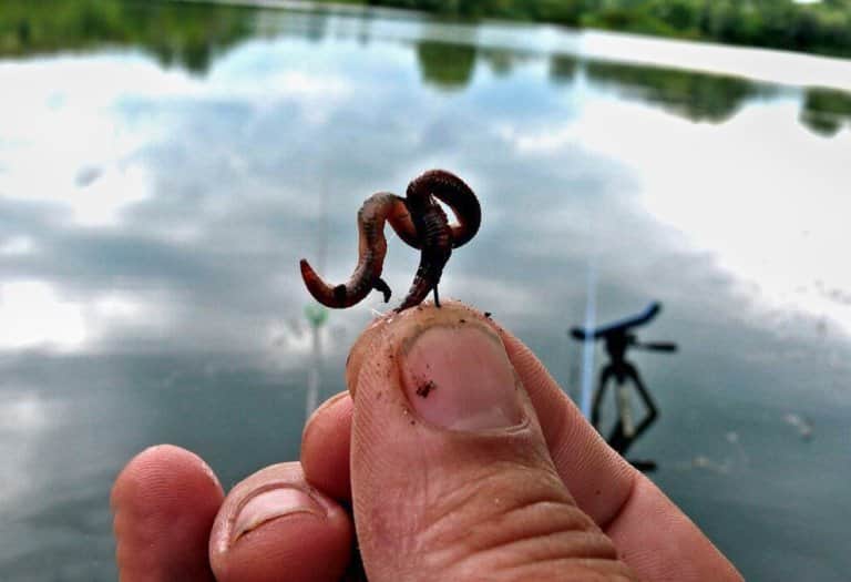 Как правильно насадить червя на крючок – на сома, карпа, удочку