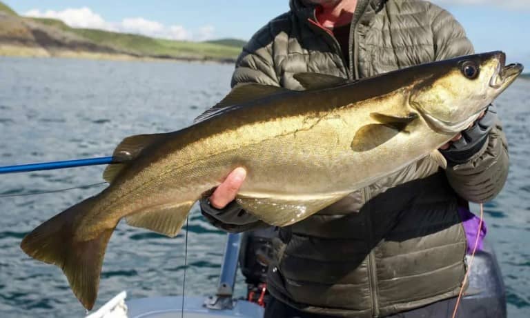 Что за рыба сайда – как готовить, рецепты, отзывы, фото, цена