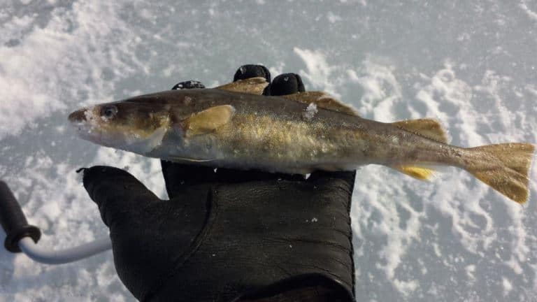 Навага что за рыба – польза и вред, рецепты, фото, отзывы