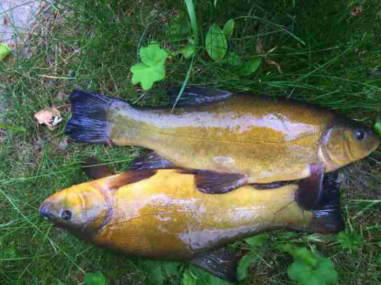 Прогноз клева в Липецкой области на сегодня, завтра, неделю