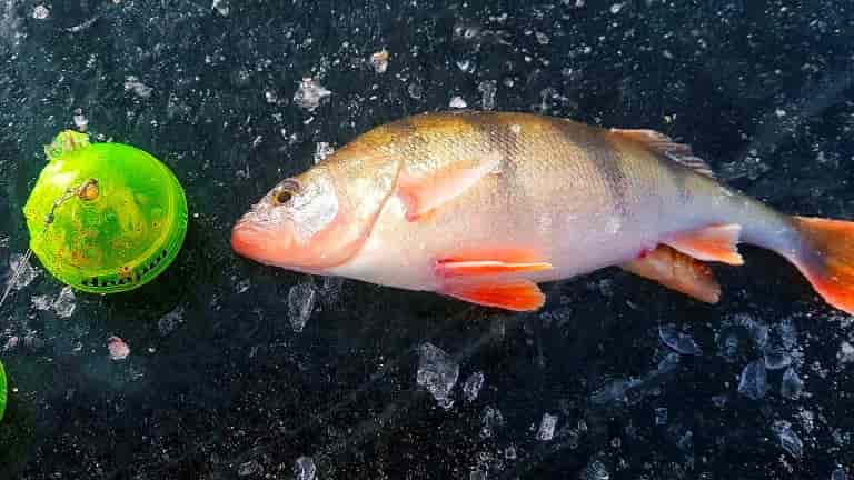 Прогноз клева на озере Арахлей на сегодня, завтра, неделю