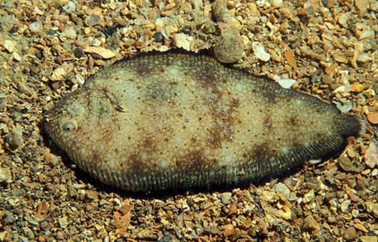 Что за рыба морской язык – рецепты, польза и вред, описание