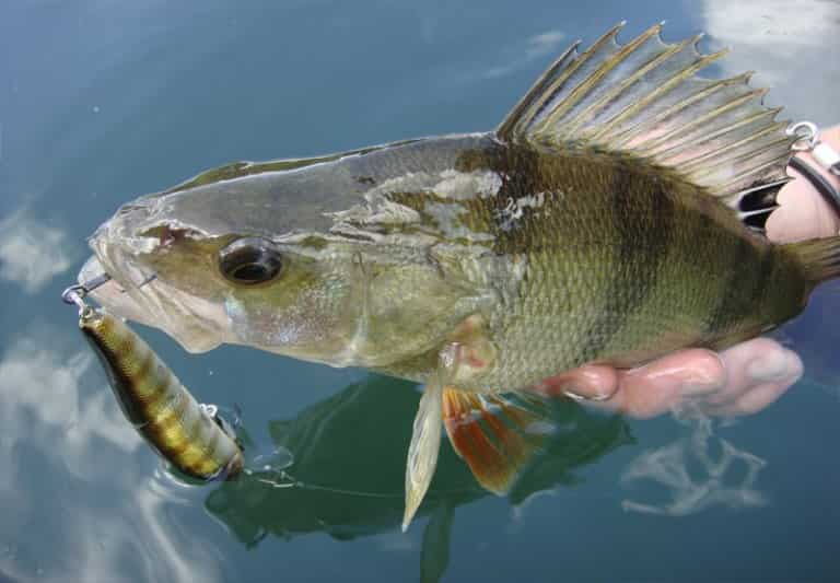 Какая рыба сейчас клюет и на что, какую можно сейчас поймать