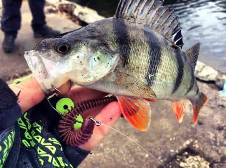 Каролинская оснастка для спиннинга на окуня, щуку, судака – монтаж