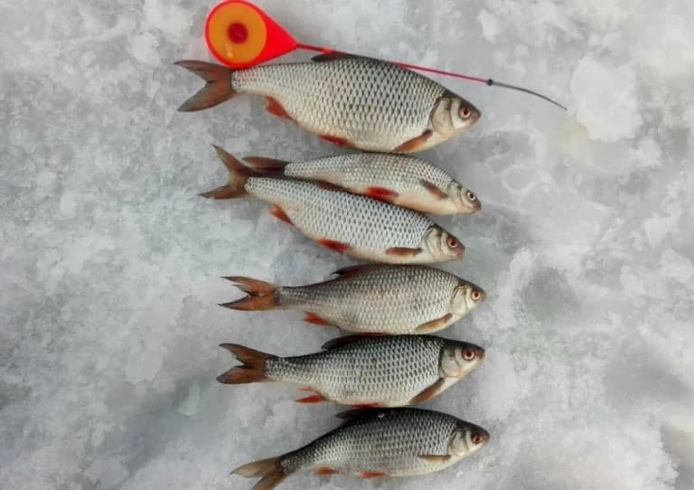 Прогноз клева рыбы в Могилеве на сегодня, завтра и неделю