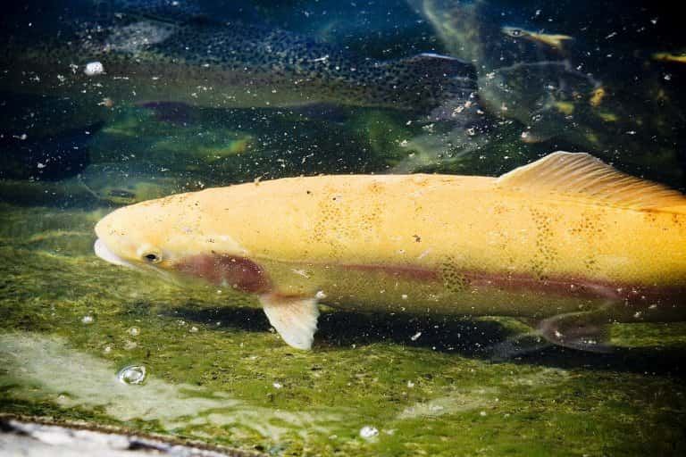 Что за рыба белая форель – как готовить, рецепты, отзывы, фото