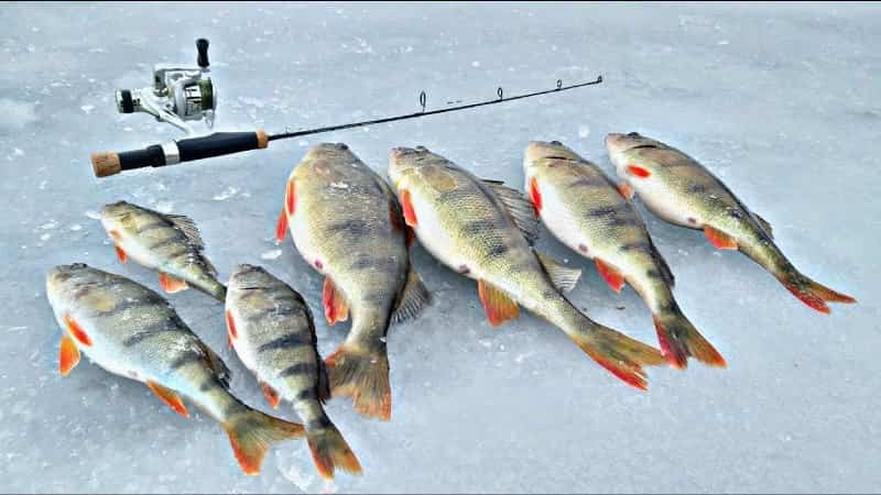 Прогноз клева рыбы в Старом Осколе на сегодня, завтра, неделю