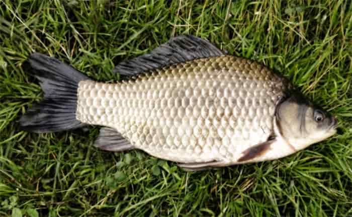 Прогноз клева рыбы в Смоленской обл и Смоленске на сегодня, завтра, 3 дня