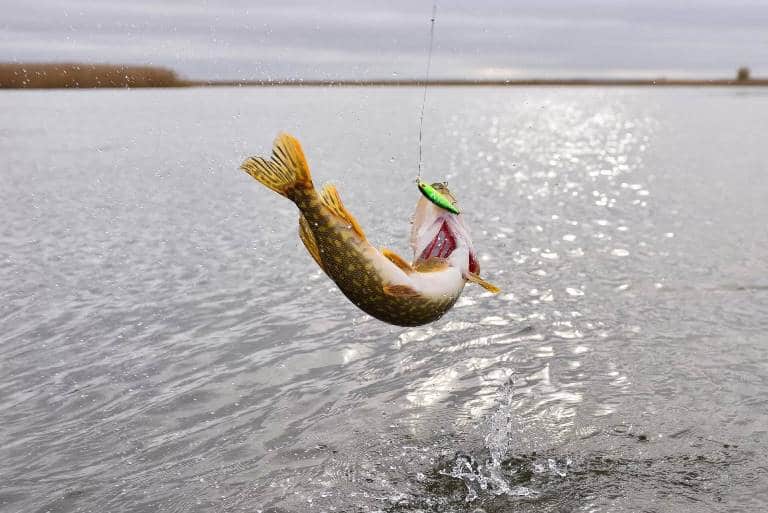 Запрет на ловлю щуки - с какого числа в областях и регионах