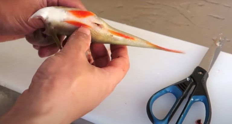 Как быстро почистить окуня от чешуи в домашних условиях