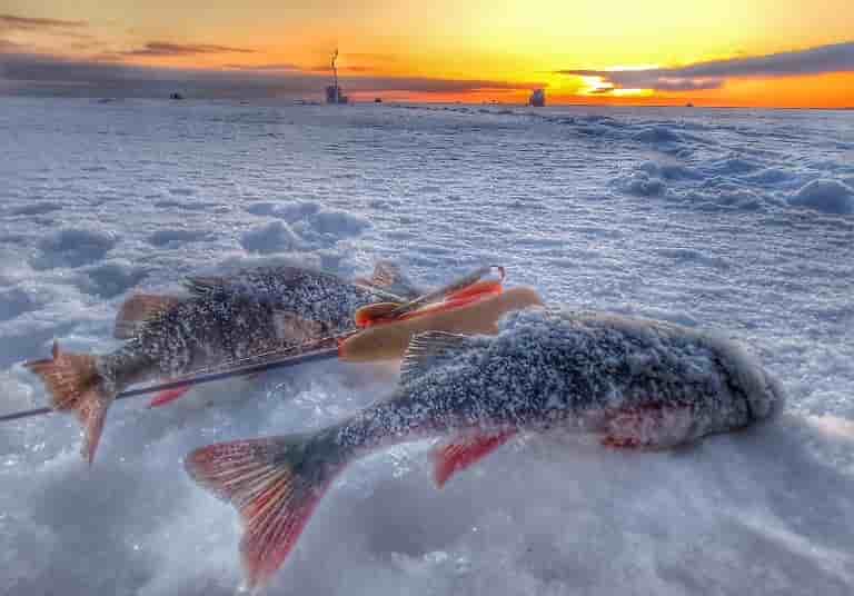 Прогноз клева рыбы в Уфе на сегодня, завтра, 3 дня, 5 дней