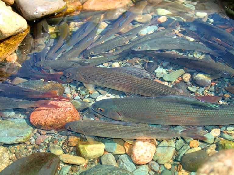 Где водится хариус в России, фото и описание рыбы