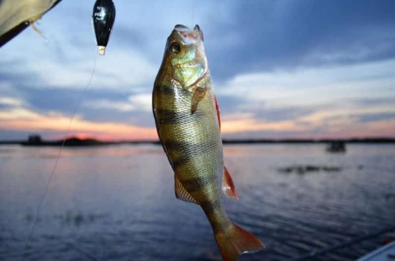 Прогноз клева в Оренбурге на 5 дней, 10 дней, неделю