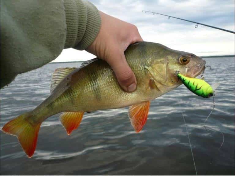 Прогноз клева в Саратовской области сегодня, завтра, Петровск, Новозахаркино