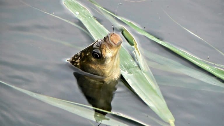 Запрет на рыбалку с какого числа начинается по областям