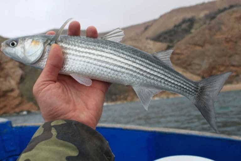 Кефаль что за рыба, как готовить, много ли костей, рецепты