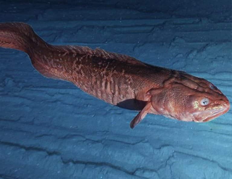 Что за рыба конгрио креветочная – как готовить, рецепты, отзывы, фото