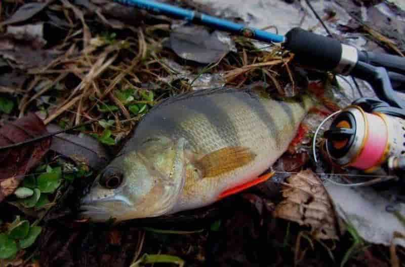 Клюет ли ночью окунь на спиннинг – снасти для ловли и приманка