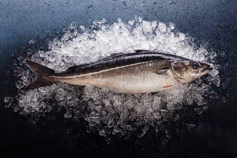 Что за рыба сайда – как готовить, рецепты, отзывы, фото, цена